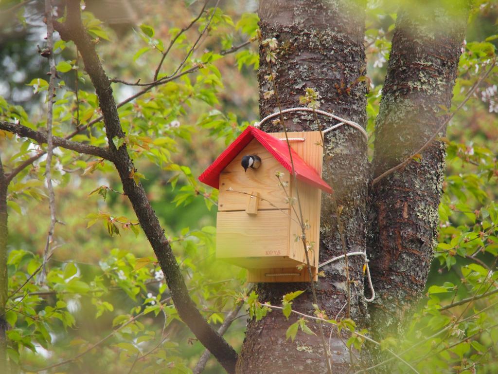Hotel Koya Backpackers Karuizawa Exteriér fotografie